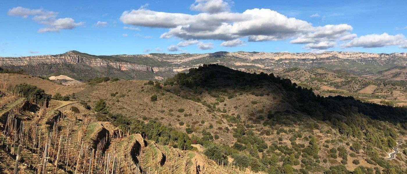 vineyards landscape